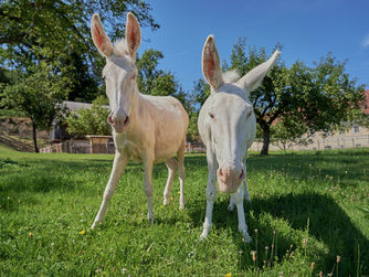 Natur(er)leben und direkter Tierkontakt